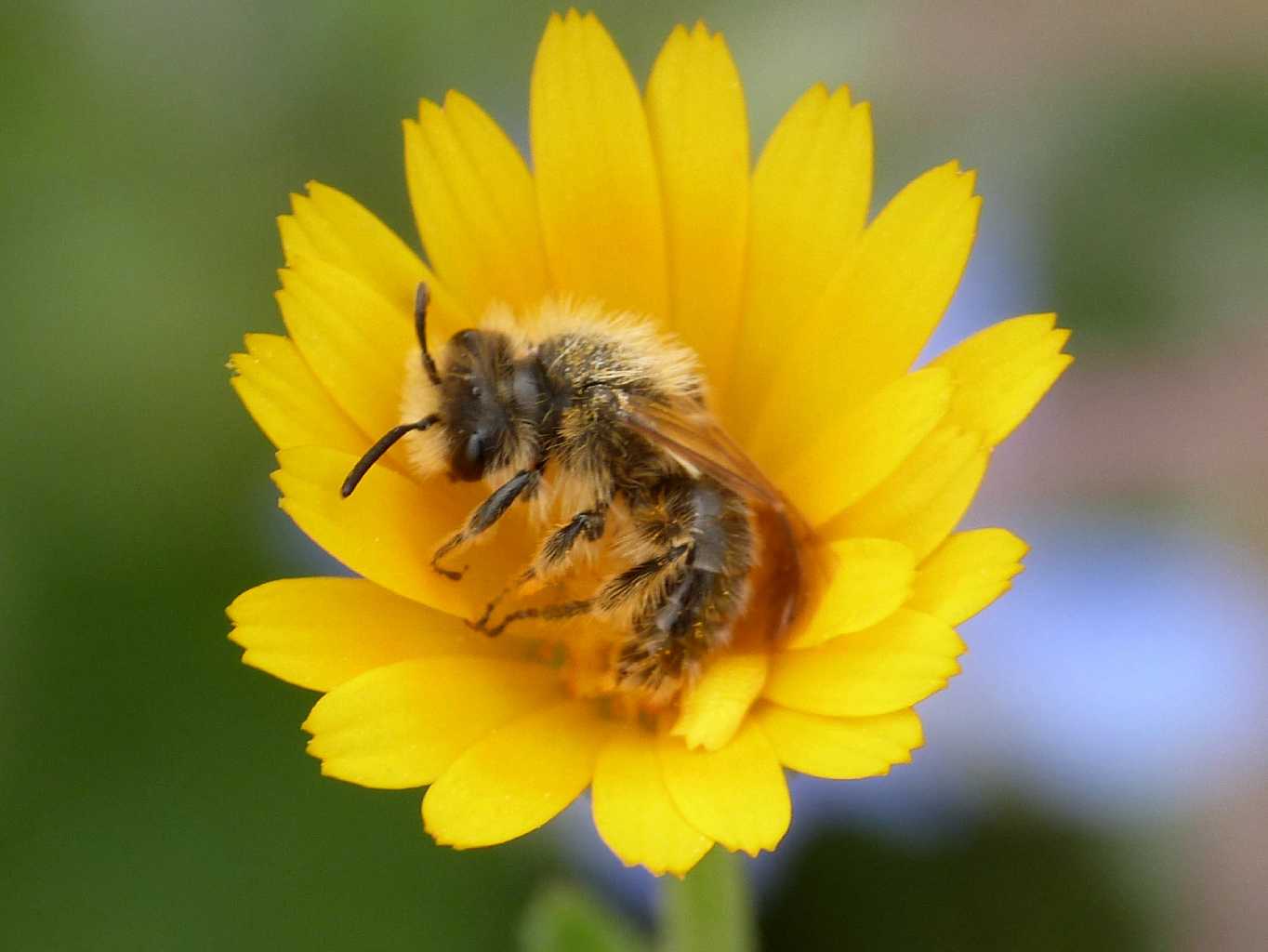 Andrena (?) addormentata